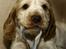 Cocker spaniel Nuggi - Nuggi som lille, "fræk" som altid med lidt avispapir i munden :o)