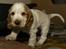 Cocker spaniel Nuggi - Nuggi baby, er han ikke nuttet ?