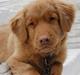 Nova scotia duck tolling retriever Cody