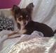 Chihuahua High Fly Cherie Mon Ami