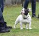 Fransk bulldog Holleufer's Idalgo *Uffe