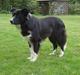 Border collie Wolf