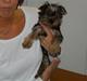 Yorkshire terrier Daisy Stick