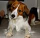 Kooikerhondje | Hector, Dansk Champion.