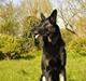 Schæferhund Nico af Skovvang