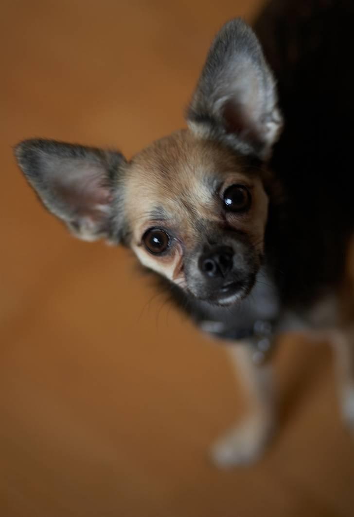 Blanding af racer My - Smukke My billede 18