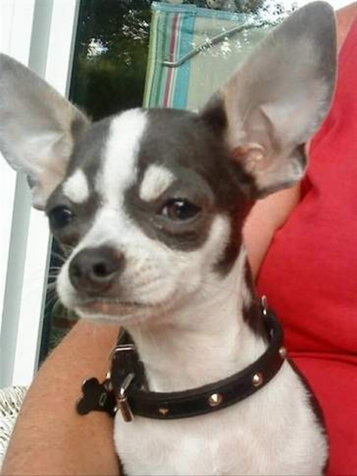 Blanding af racer My - Min far billede 19