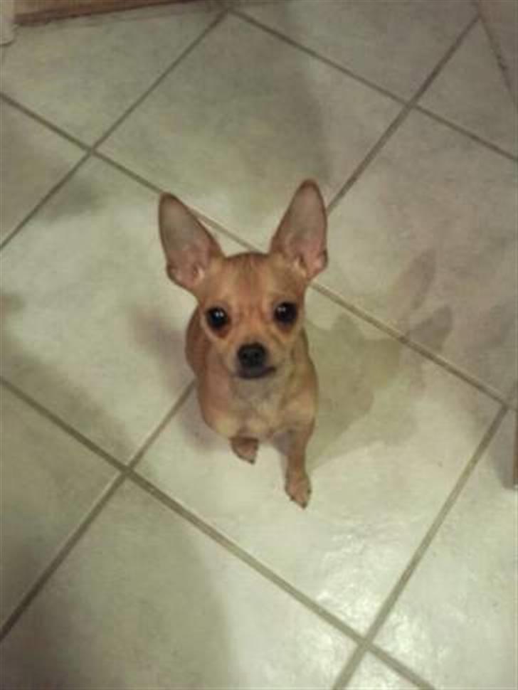 Blanding af racer My - Min smukke mor billede 20