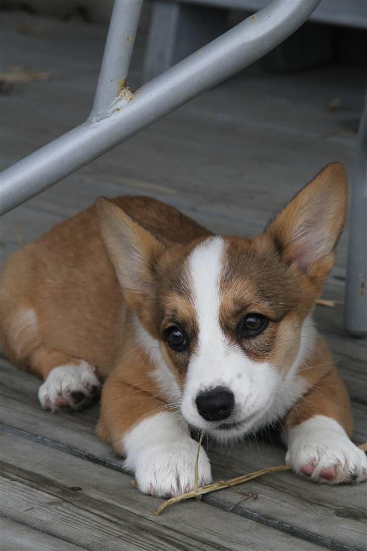 Welsh corgi cardigan Miley - 15/ Foto: Anna Ravn  billede 15