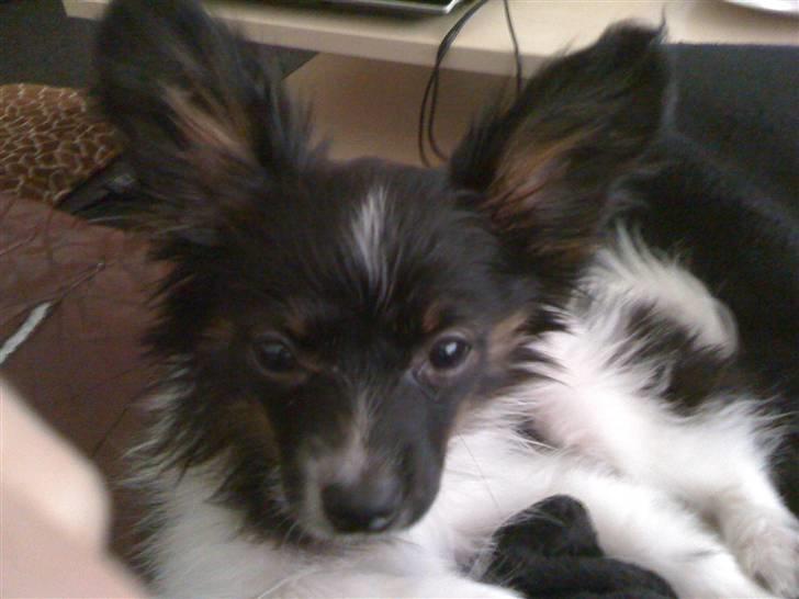 Papillon Chicko - Dejlige Chicko <3 billede 10