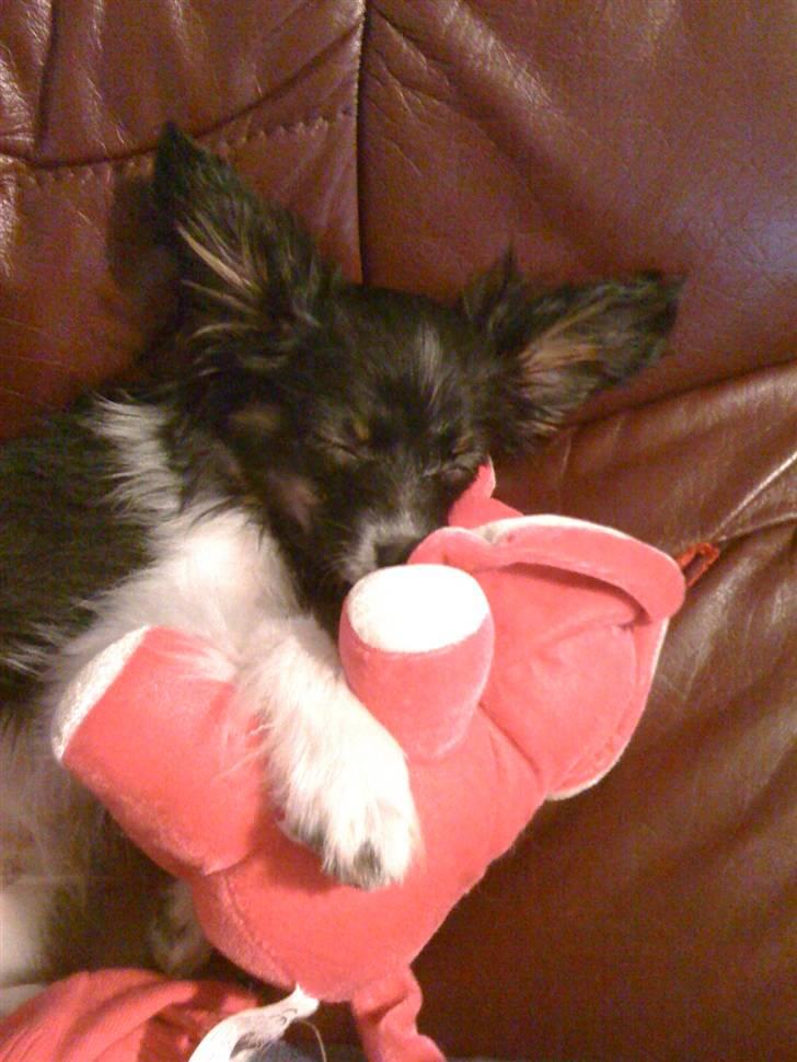 Papillon Chicko - Jeg elsker bare min elefant <3 (: billede 11