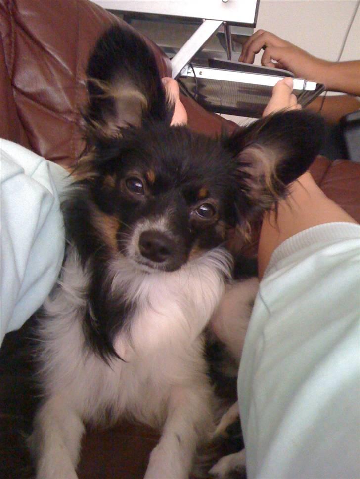 Papillon Chicko - Er jeg fotomodel nu mor? :D billede 12