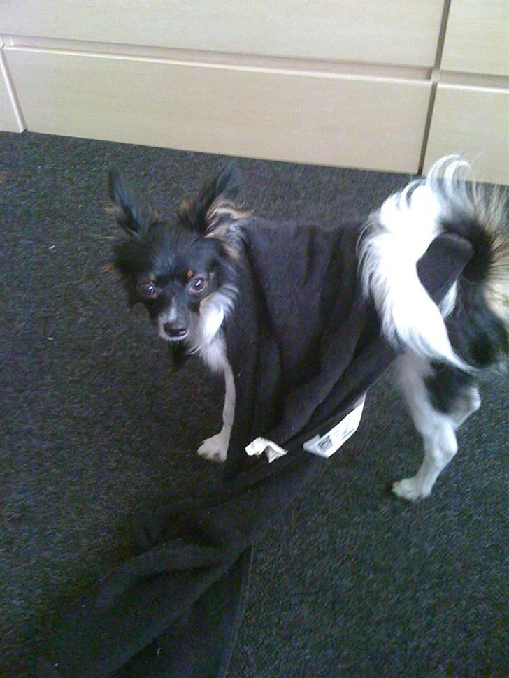 Papillon Chicko - Du har ikke set noget mor for jeg må gerne lege med håndklædet :D billede 13