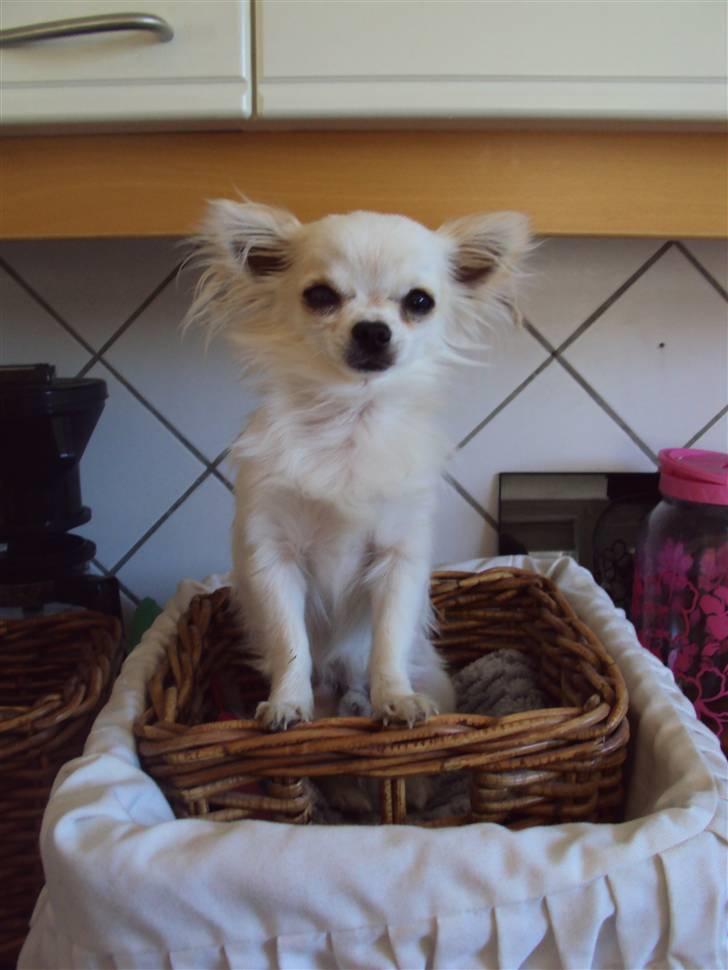 Chihuahua Pablo billede 1
