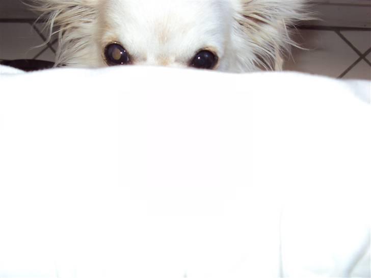 Chihuahua Pablo billede 4