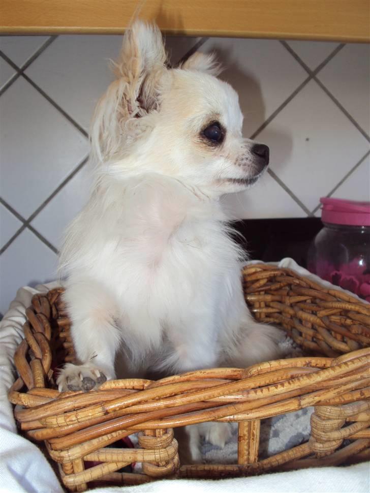 Chihuahua Pablo billede 5