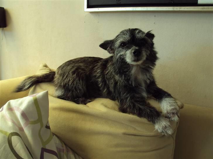 Blanding af racer Gizmo  billede 7