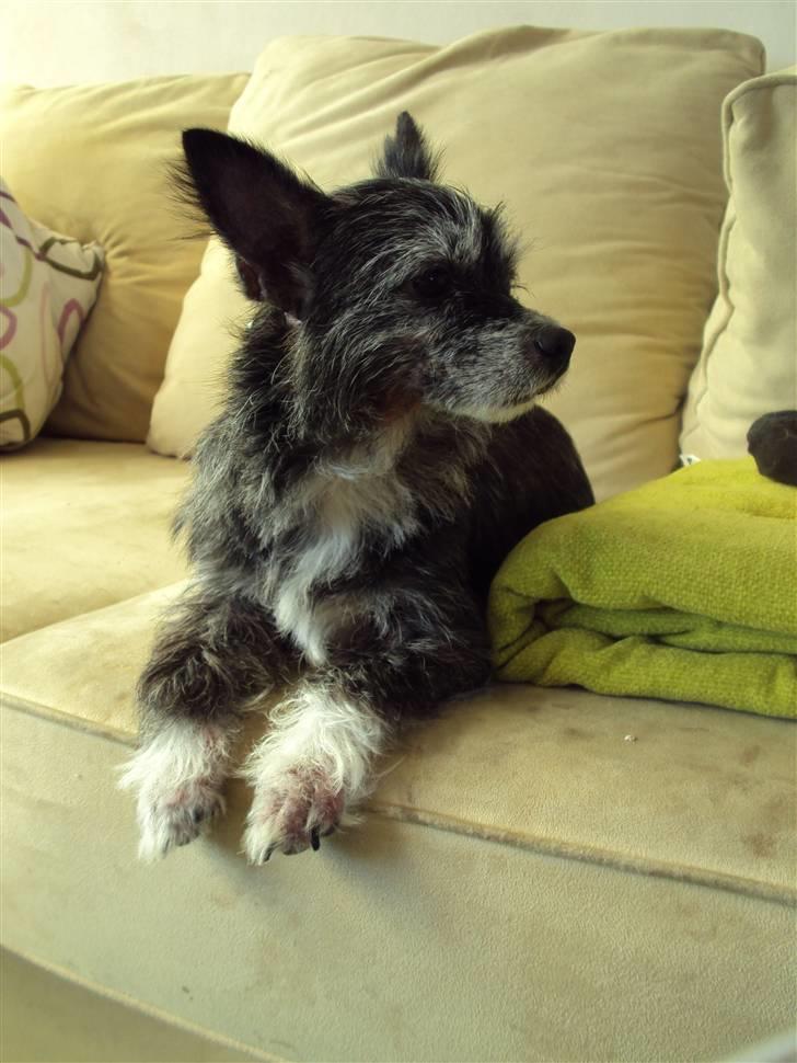 Blanding af racer Gizmo  billede 8