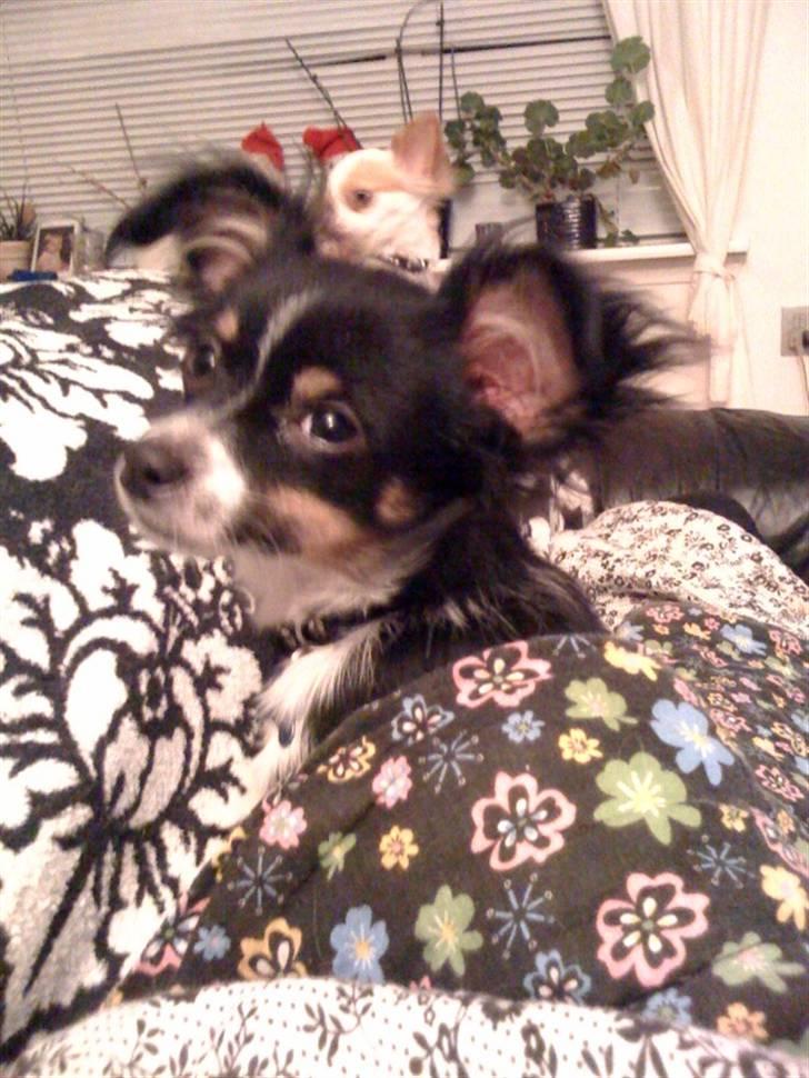 Chihuahua Jamie billede 1