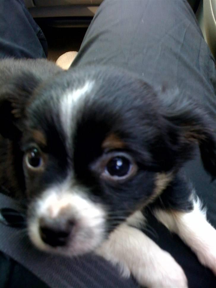 Chihuahua Jamie billede 2