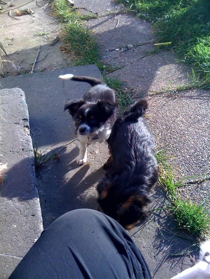 Chihuahua Jamie billede 3