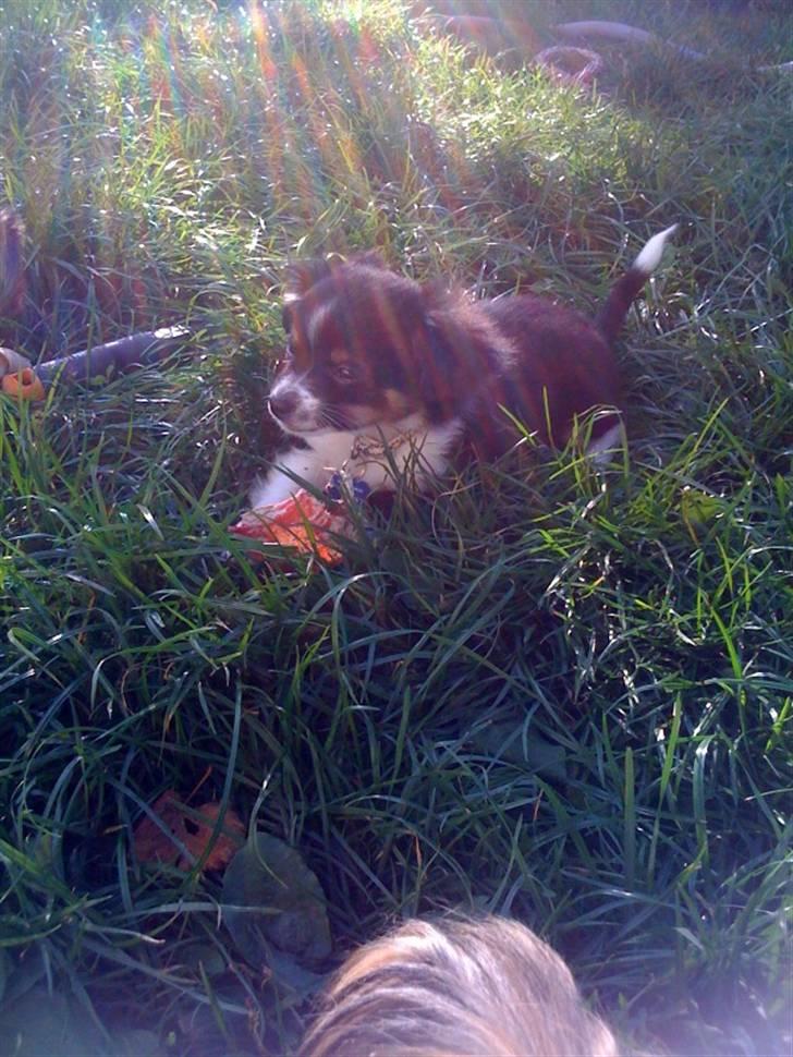 Chihuahua Jamie billede 4