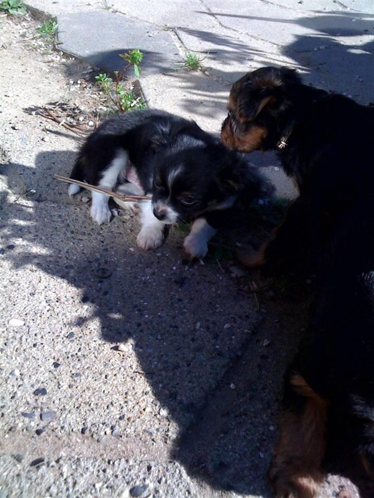 Chihuahua Jamie billede 5