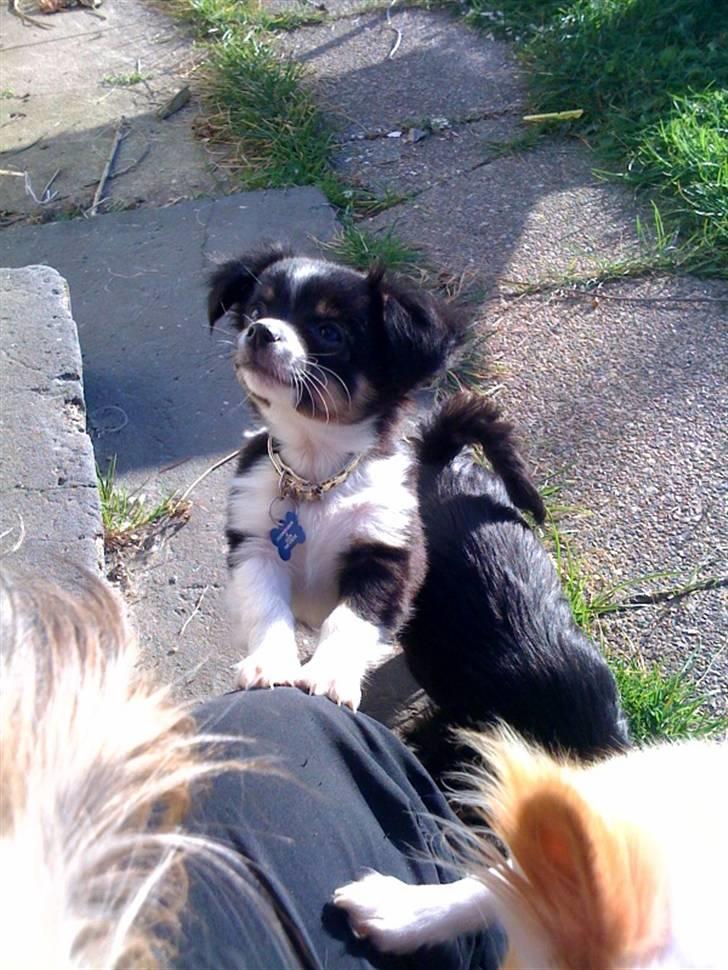 Chihuahua Jamie billede 6