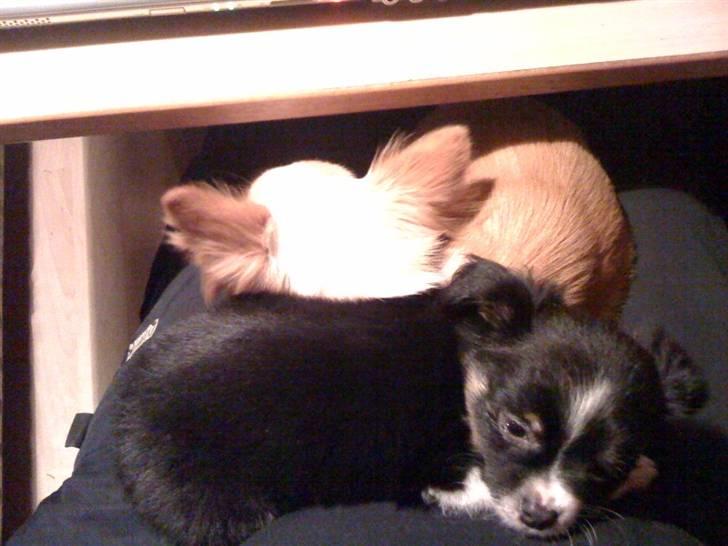 Chihuahua Jamie billede 7