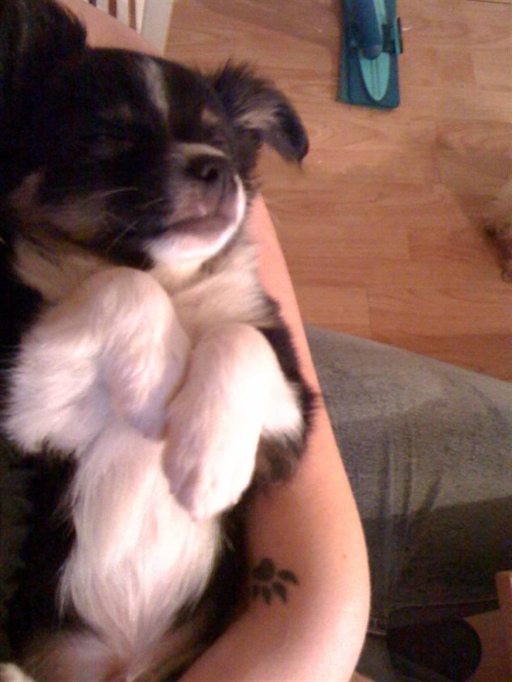 Chihuahua Jamie billede 8