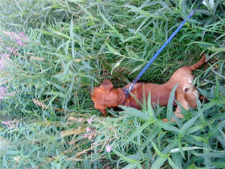 Gravhund Sofus R.I.P<3. - Årh jeg er sulten Mhh Der er græt xD. billede 7