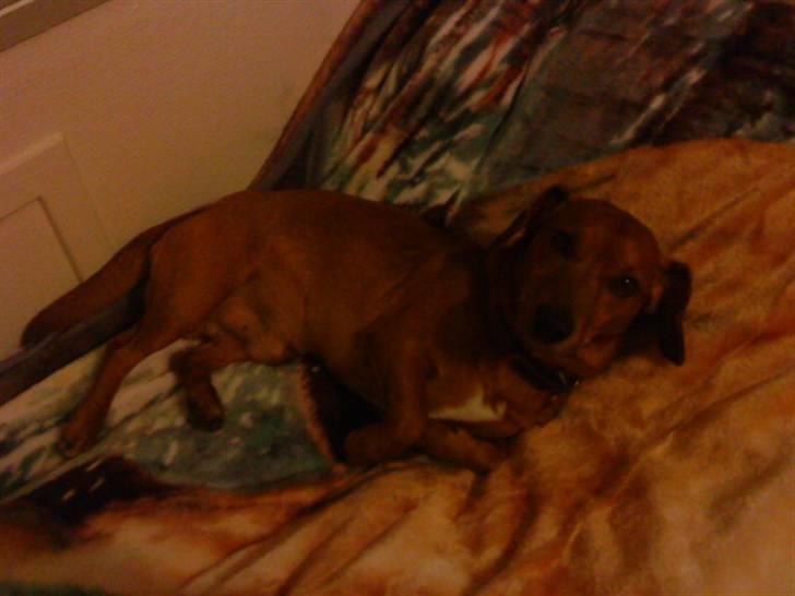 Gravhund Sofus R.I.P<3. - Vil du snakke lidt med mig.?xD billede 8