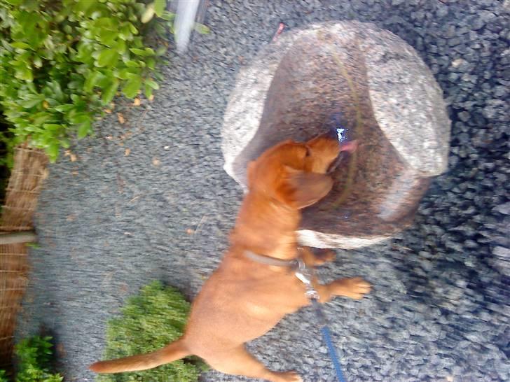 Gravhund Sofus R.I.P<3. - Jeg elsker og drikke vand.xD Nårh man ikk li er hjem i sit hus jamen hvorfor så ikk tag vand her fra? xD Skør hund ! billede 9