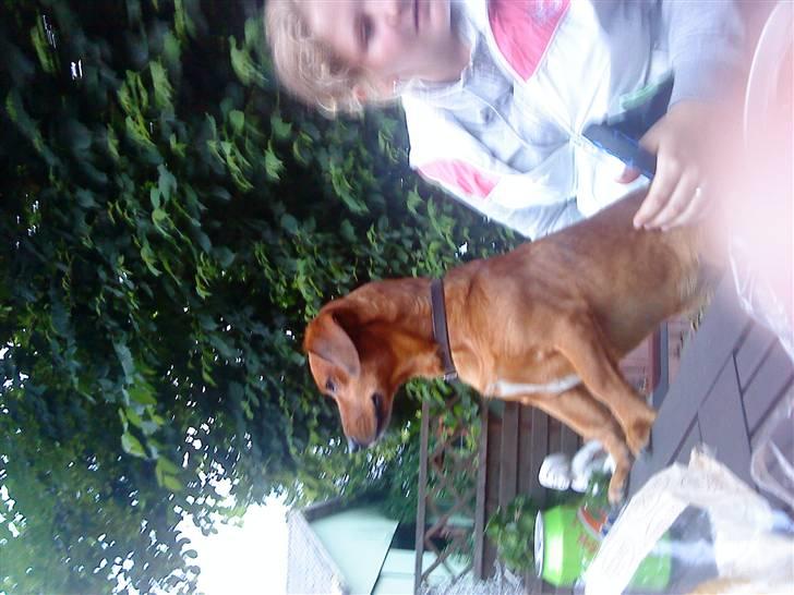 Gravhund Sofus R.I.P<3. - Uuuuh Jeg sidder godt her oppe xD. billede 10