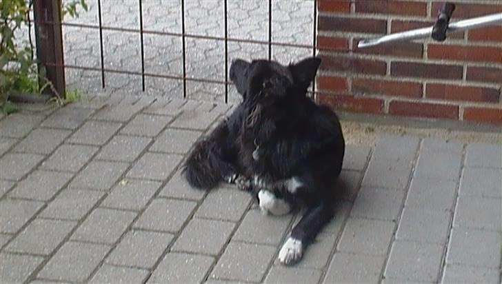 Border collie Vaks<3. - Jeeg er sødxD... billede 9