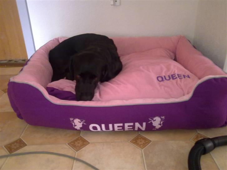 Labrador retriever Freja - freja har fået ny pude. min queen;) billede 12