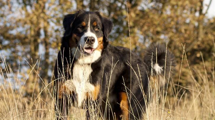 Berner sennenhund Laban billede 1