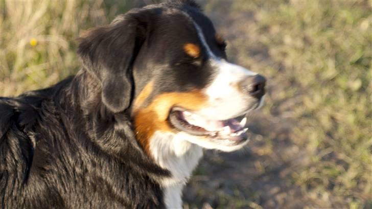 Berner sennenhund Laban billede 2