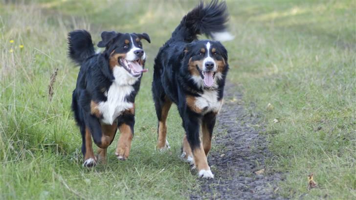 Berner sennenhund Laban billede 3