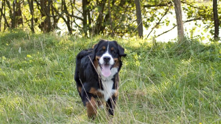Berner sennenhund Laban billede 4
