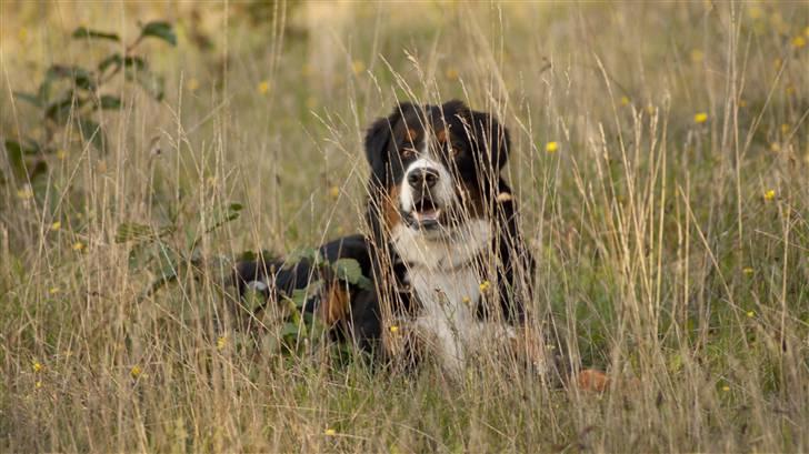 Berner sennenhund Laban billede 5