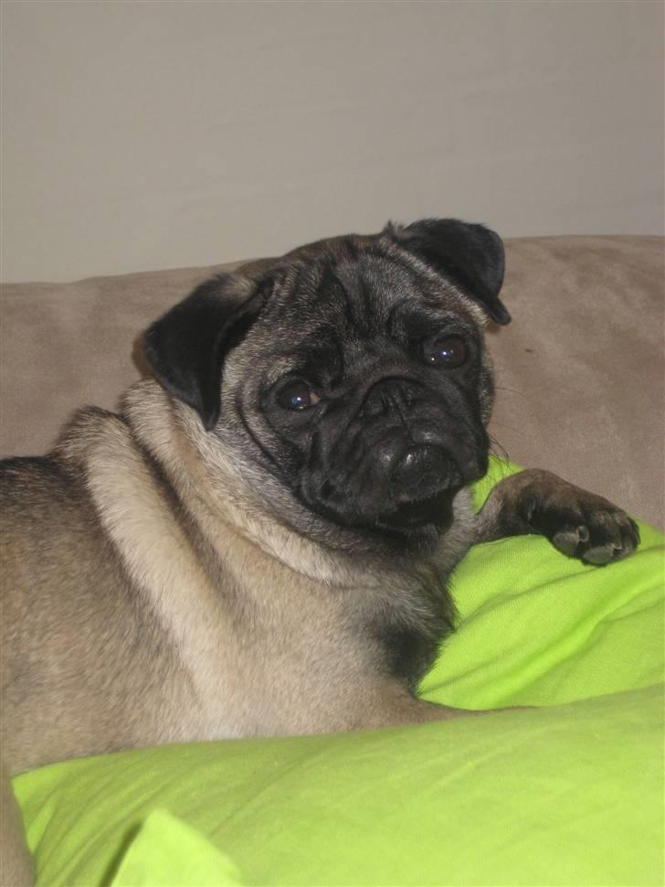 Mops gismo billede 1