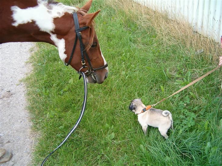 Mops gismo billede 2