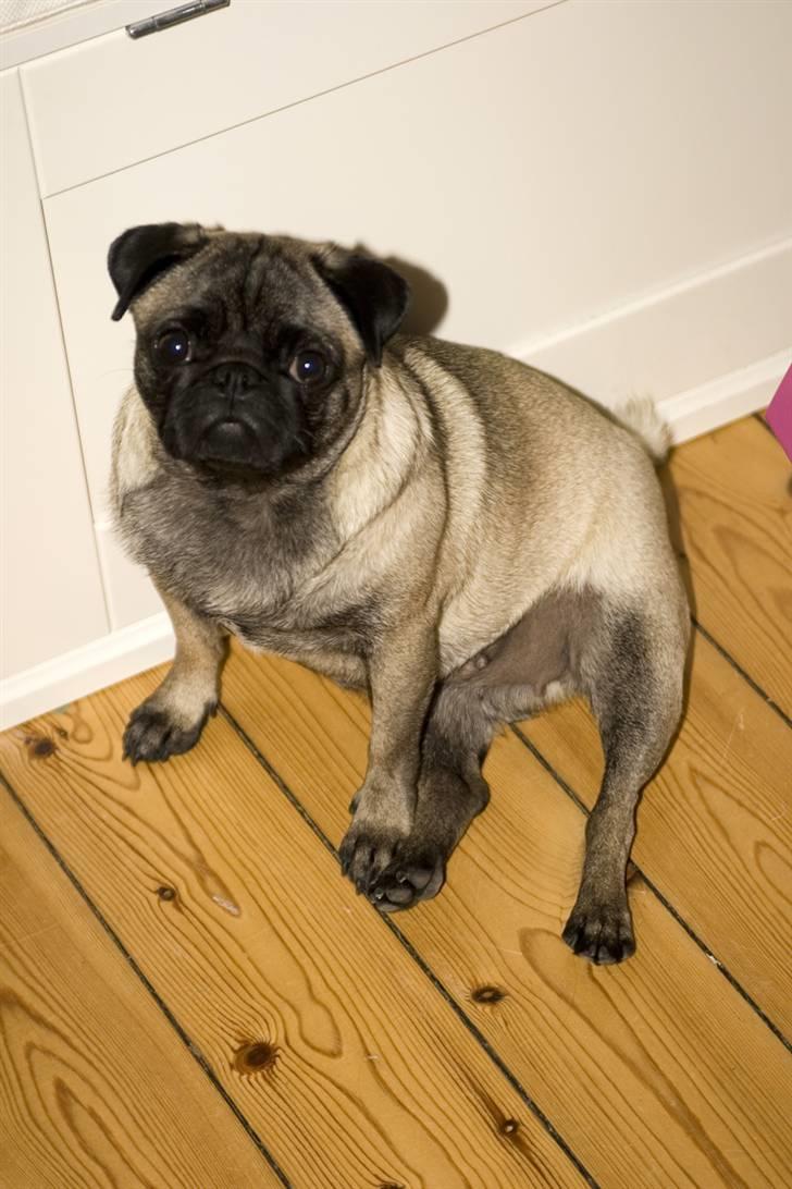 Mops gismo billede 3