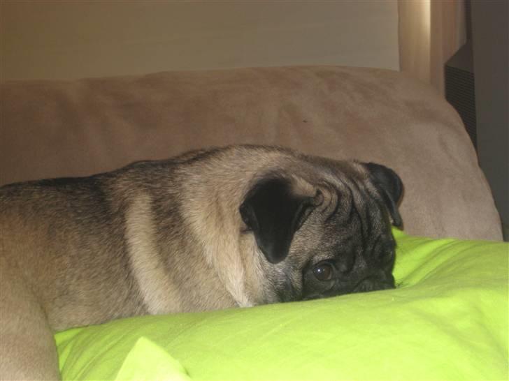 Mops gismo billede 4