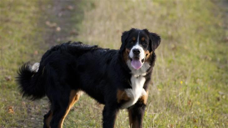 Berner sennenhund Laban billede 6