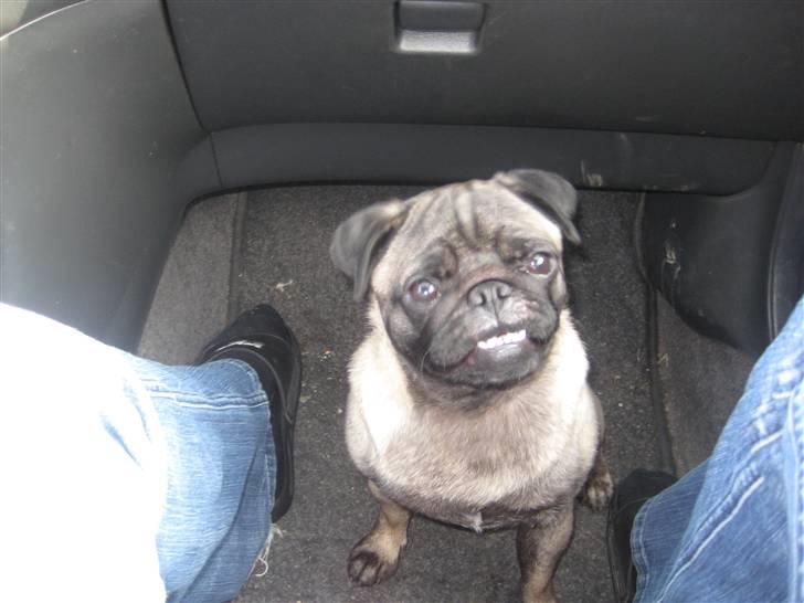 Mops gismo billede 5