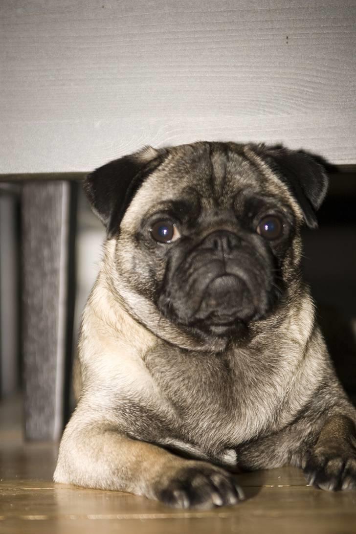 Mops gismo billede 6