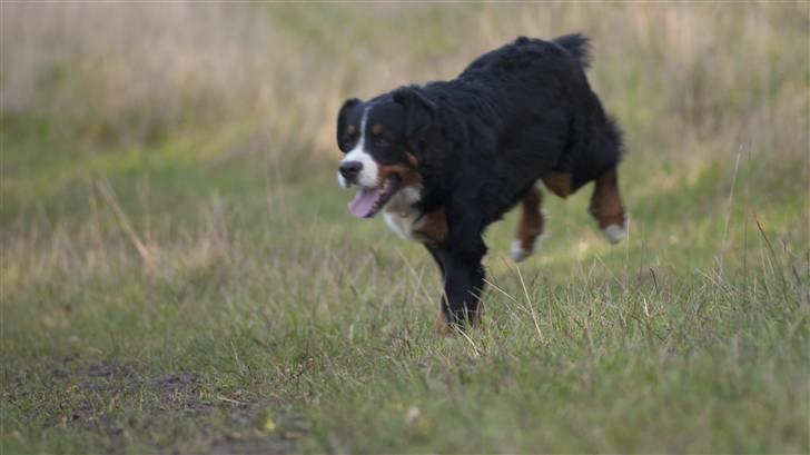 Berner sennenhund Laban billede 7
