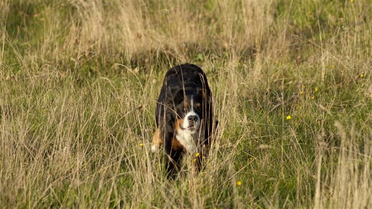 Berner sennenhund Laban billede 8